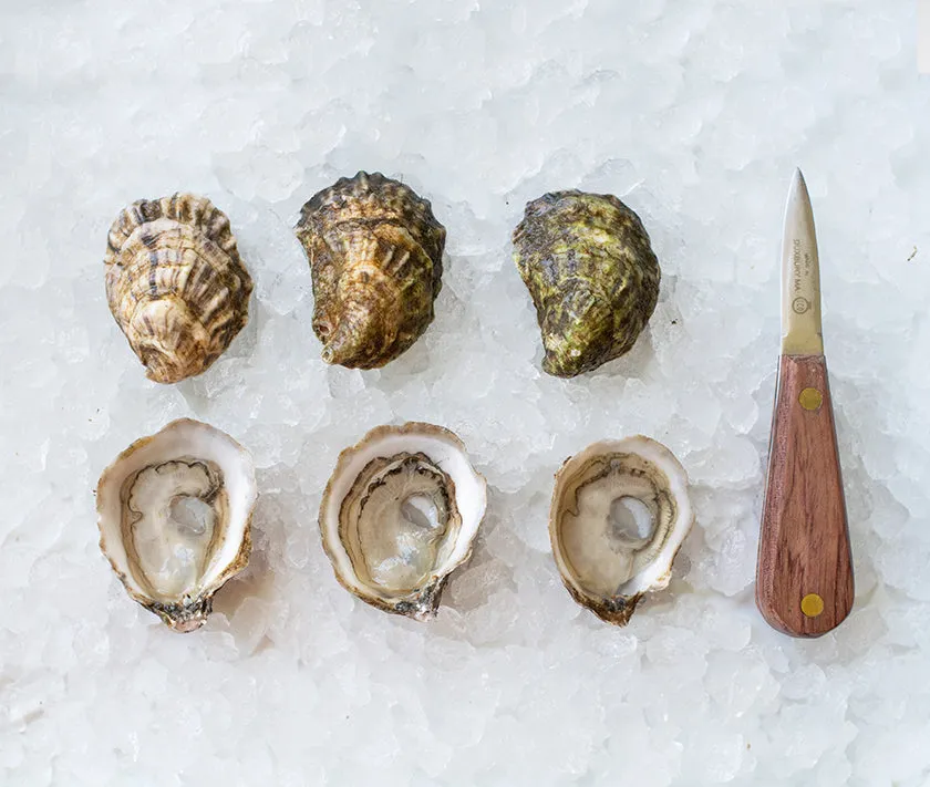 Chatham Oysters from Chatham, MA