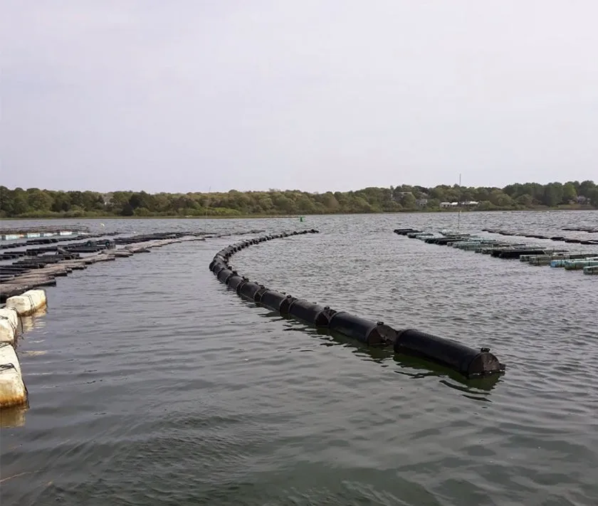 Chatham Oysters from Chatham, MA